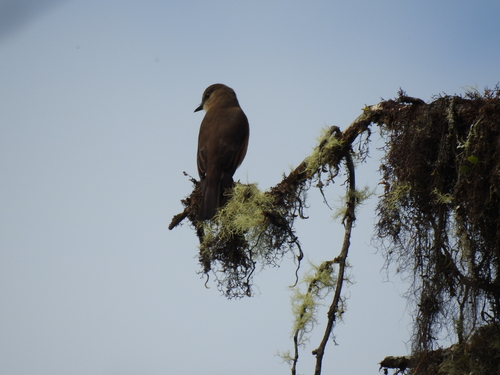 Rufous-bellied Bush Tyrant (Myiotheretes fuscorufus), photo 9