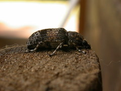 Anthribidae