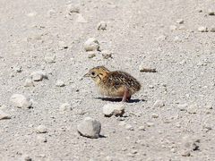 Tinamiformes