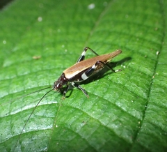 Mnesibulus