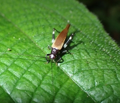 Mnesibulus