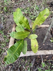 Anacardium