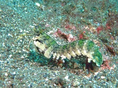 Pseudosquilla ciliata