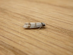 Chezala brachypepla