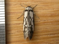 Philobota partitella