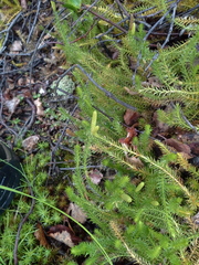 Spinulum annotinum alpestre