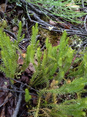 Spinulum annotinum alpestre