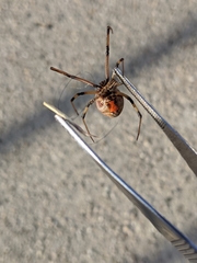 Latrodectus geometricus