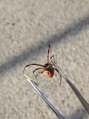 Latrodectus geometricus