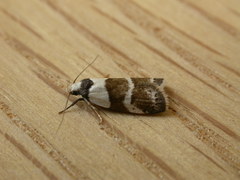 Eulechria triferella