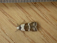 Eulechria triferella