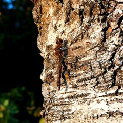 Sympetrum