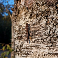 Sympetrum