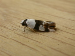 Zonopetala decisana