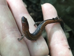 Plethodon cinereus