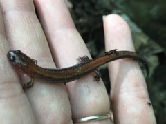 Plethodon cinereus