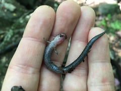 Plethodon cinereus