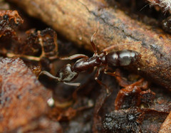 Hypoponera opaciceps