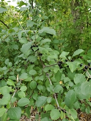 Rhamnus cathartica