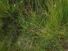 Carex lapponica