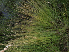 Carex lapponica