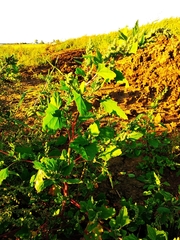 Chenopodium