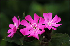 Red Campion - Photo (c) Steve Chilton, some rights reserved (CC BY-NC-ND)