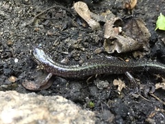 Plethodon cinereus