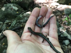 Plethodon cinereus