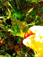 Chenopodium