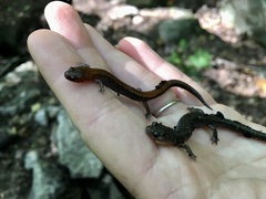 Plethodon cinereus