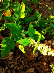 Chenopodium