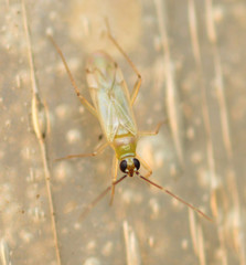 Engytatus modestus