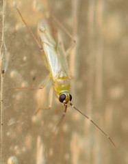 Engytatus modestus