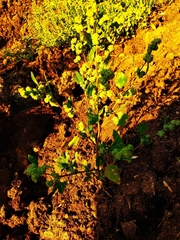 Chenopodium