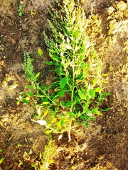 Chenopodium
