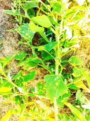 Chenopodium