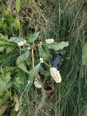 Persicaria tomentosa