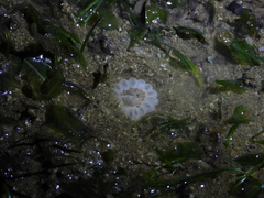 Metapeachia tropica