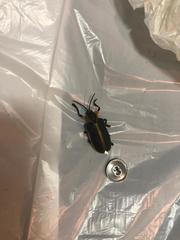 Mecistomela marginata