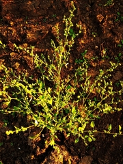 Chenopodium
