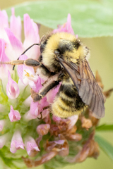 Bombus fervidus