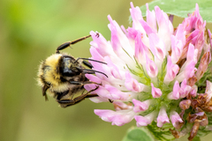 Bombus fervidus