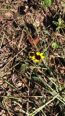 Sanvitalia procumbens