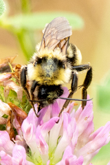 Bombus fervidus