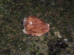 Cymbiola nobilis