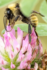 Bombus fervidus
