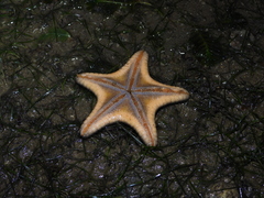 Goniodiscaster scaber