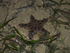 Goniodiscaster scaber