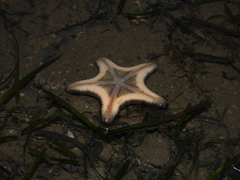 Goniodiscaster scaber